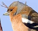 A wee sparrah - well chaffinch actually